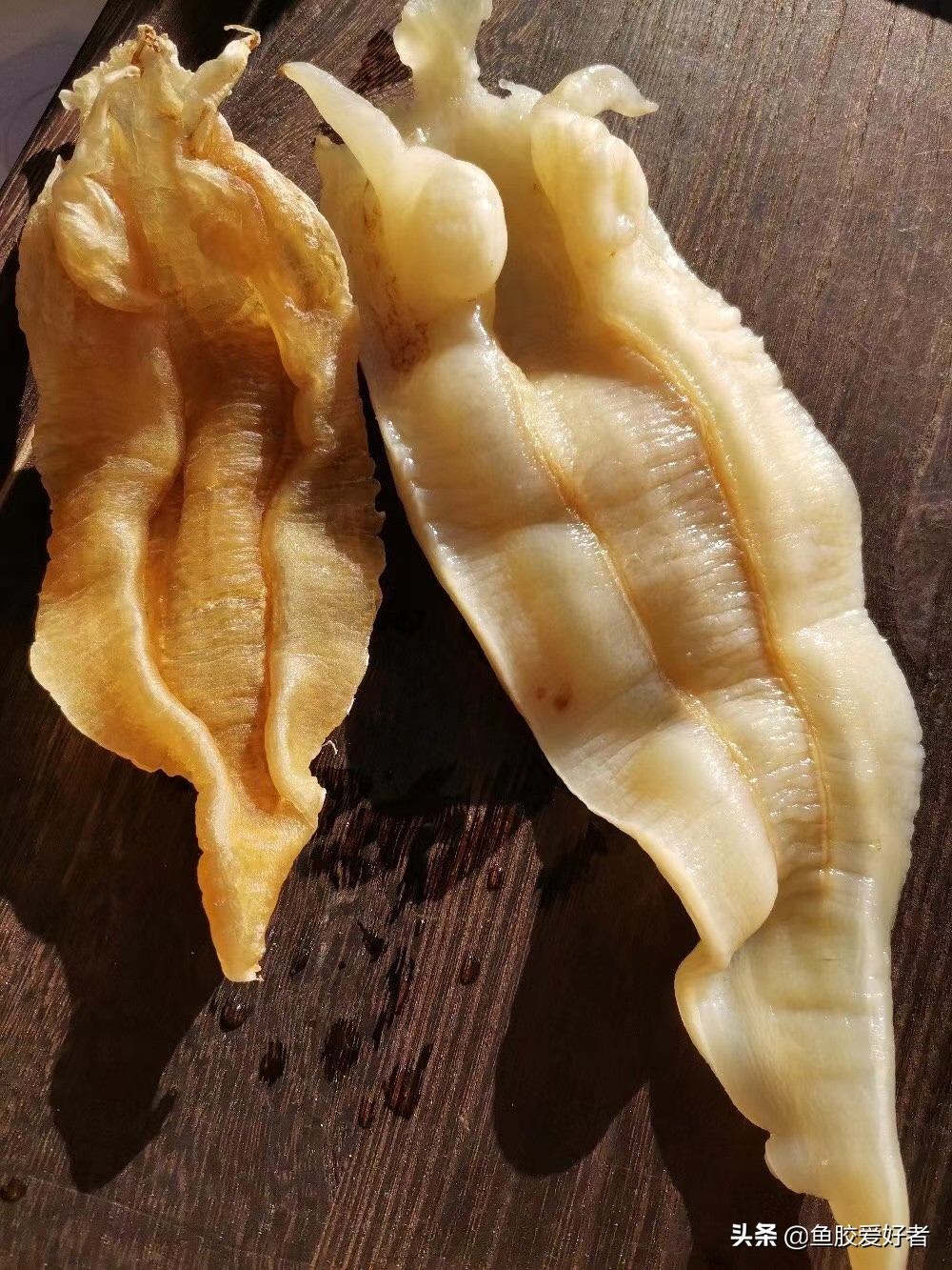 鱼胶网红推荐,今年爆款鱼胶