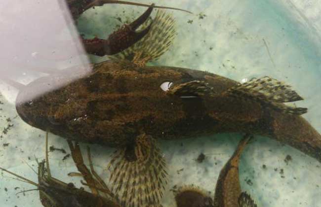 最干净的十种食用鱼,常见的可食用干净的鱼有哪些