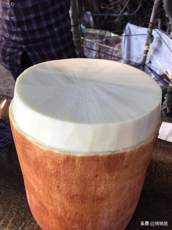 印度巨型根菜,印度根菜