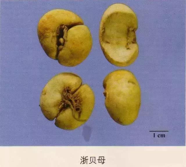 中药材图片大全大图带药名,200多味中药材图谱带图