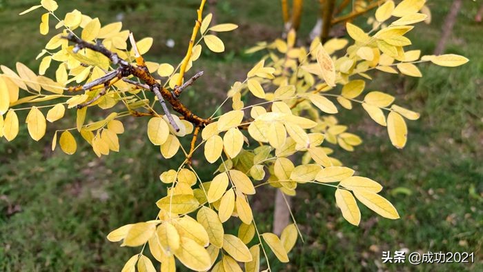 衡阳市区银杏的最佳观赏地,衡阳银杏的最佳观赏地