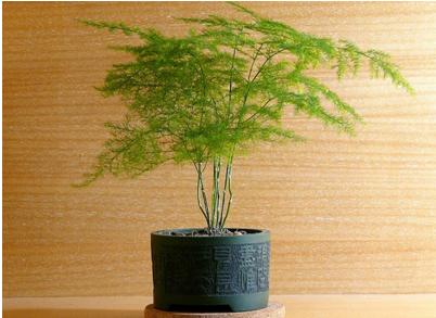 文竹具有一种优雅娴静的气质,文竹清新又文雅