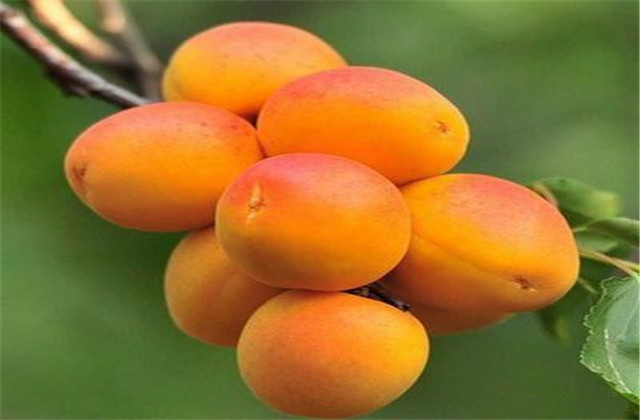 杏树怎么管理才能使杏甜度高,提高杏坐果率的方法