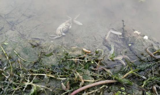 这个指标超标常见，水产养殖危害严重，但多数养殖户不会正确处理