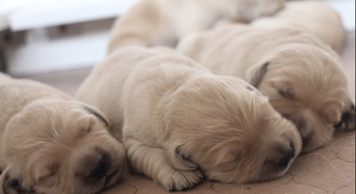 狗市场买到星期狗有什么反应,怎么避免买到星期狗病狗