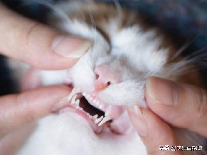 猫咪贫血吃什么补血,猫咪贫血白血病