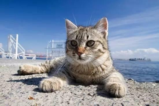 带猫小技巧,带猫都怎么出行