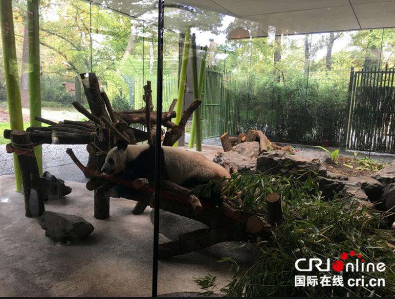 外国人为什么这么喜欢大熊猫呢,外国人究竟有多爱大熊猫