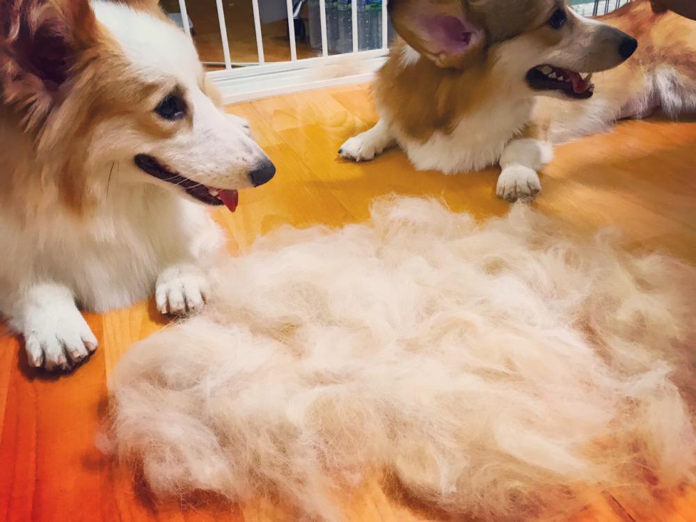 柯基犬的饲养方法有哪些注意事项,柯基犬养殖技巧和注意事项