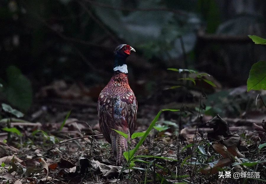 上山甲鱼下山野鸡不追是什么意思,上岸的甲鱼和下山的野鸡