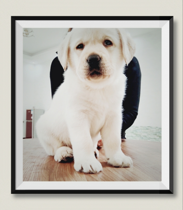 英系与美系金毛和拉布拉多,拉布拉多分为美系和德系英系