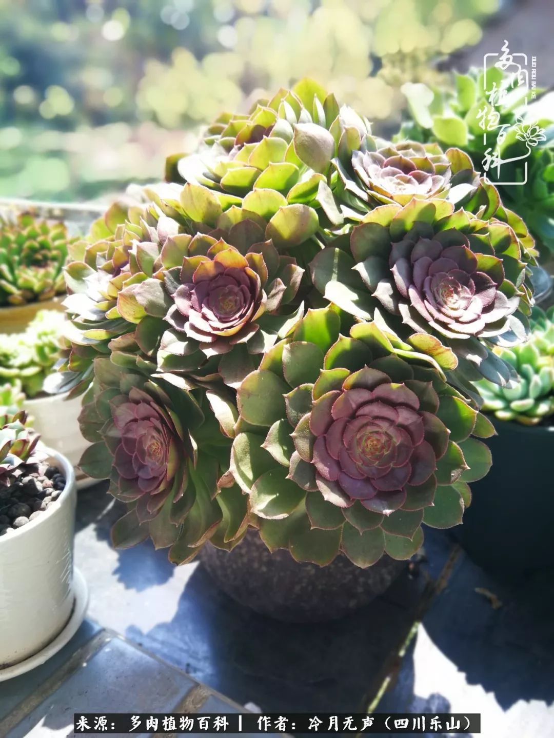 时光见证多肉故事,关于多肉的故事