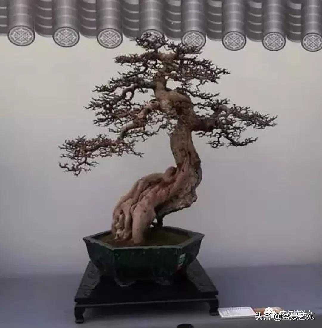 学盆景入门教程书,学习盆景制作视频