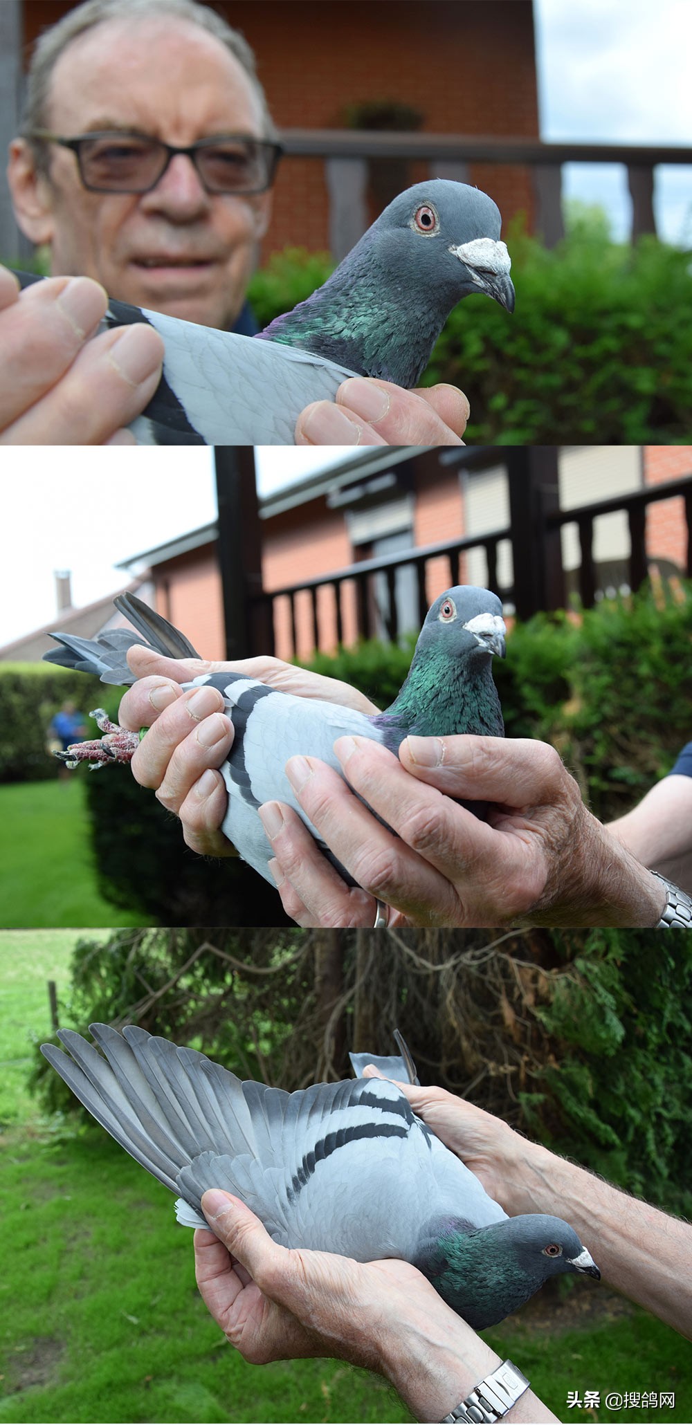 2020年比利时波治I冠军赏析