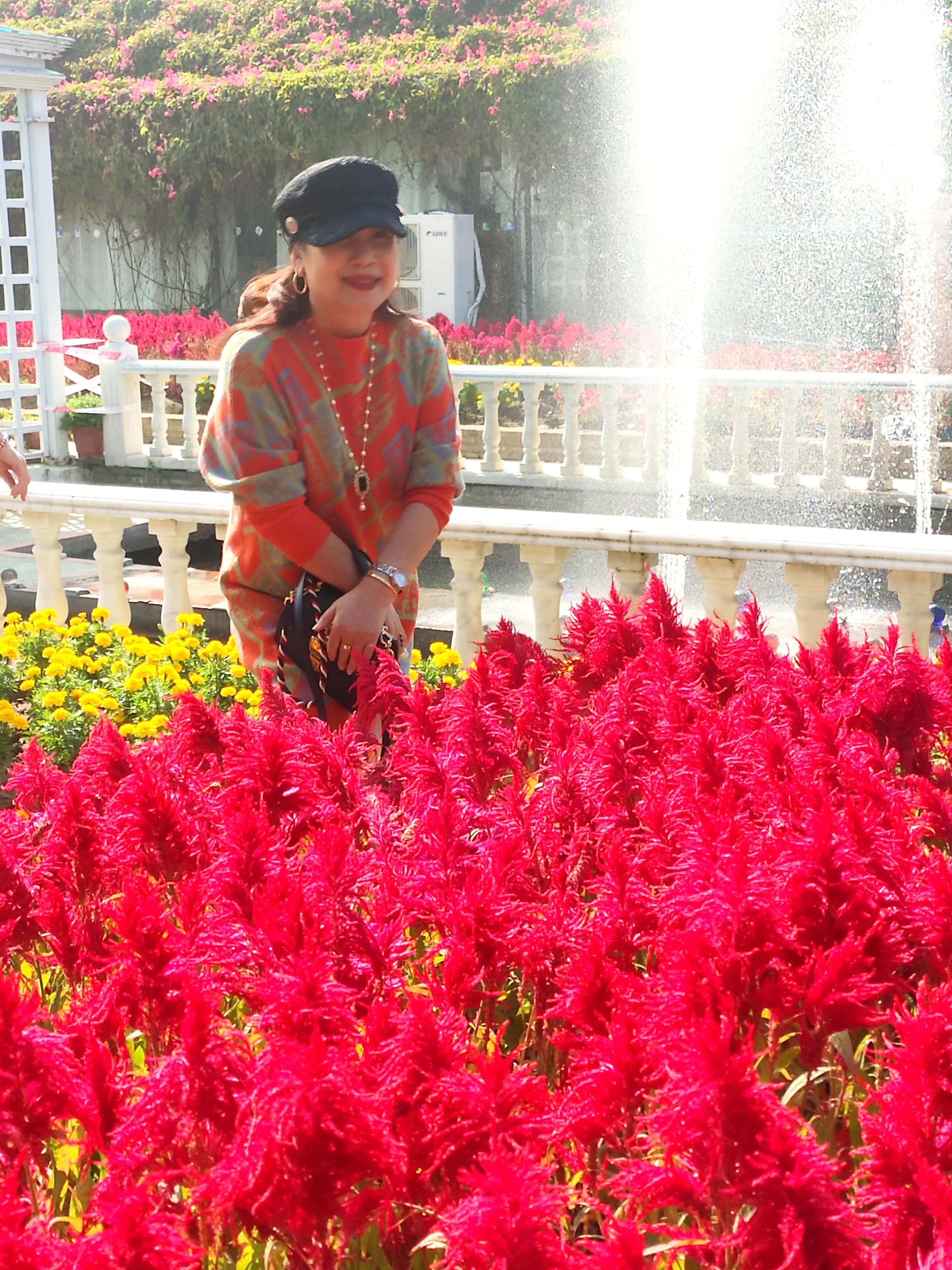 广州番禺百万葵园,广州百万葵园最佳观赏期