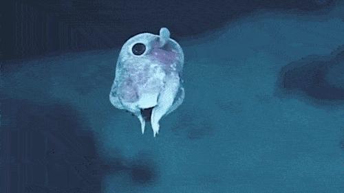 海底一万米的深处,潜入海底最深处你会发现什么