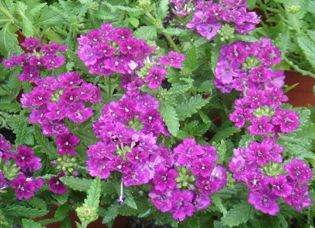 植物百科纪录片,植物百科扫码