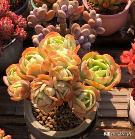 多肉碧桃叶心像生锈了怎么回事,多肉碧桃叶子干瘪如何泡水