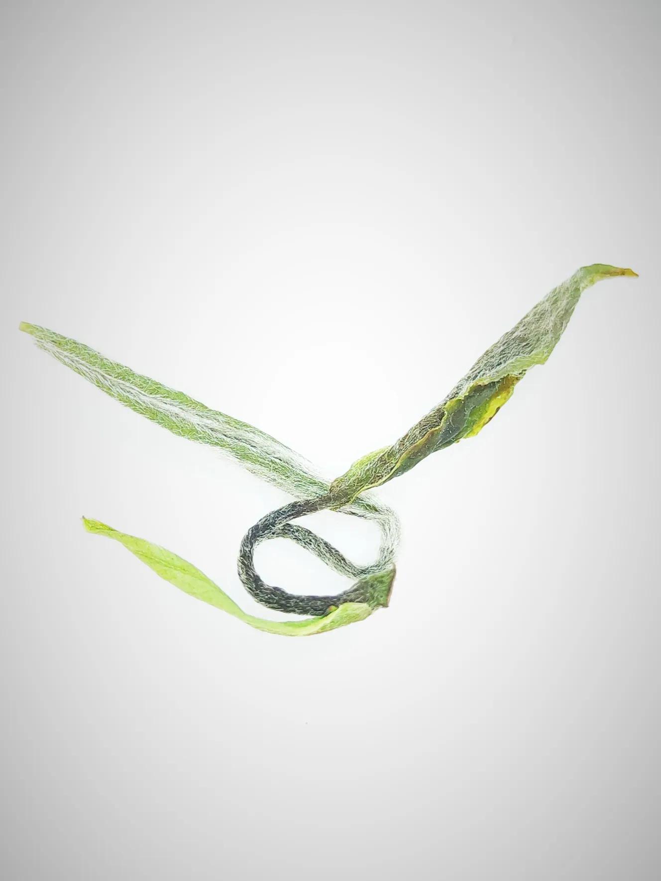 你好“独”，你“真独”，无“读”“不障夫”