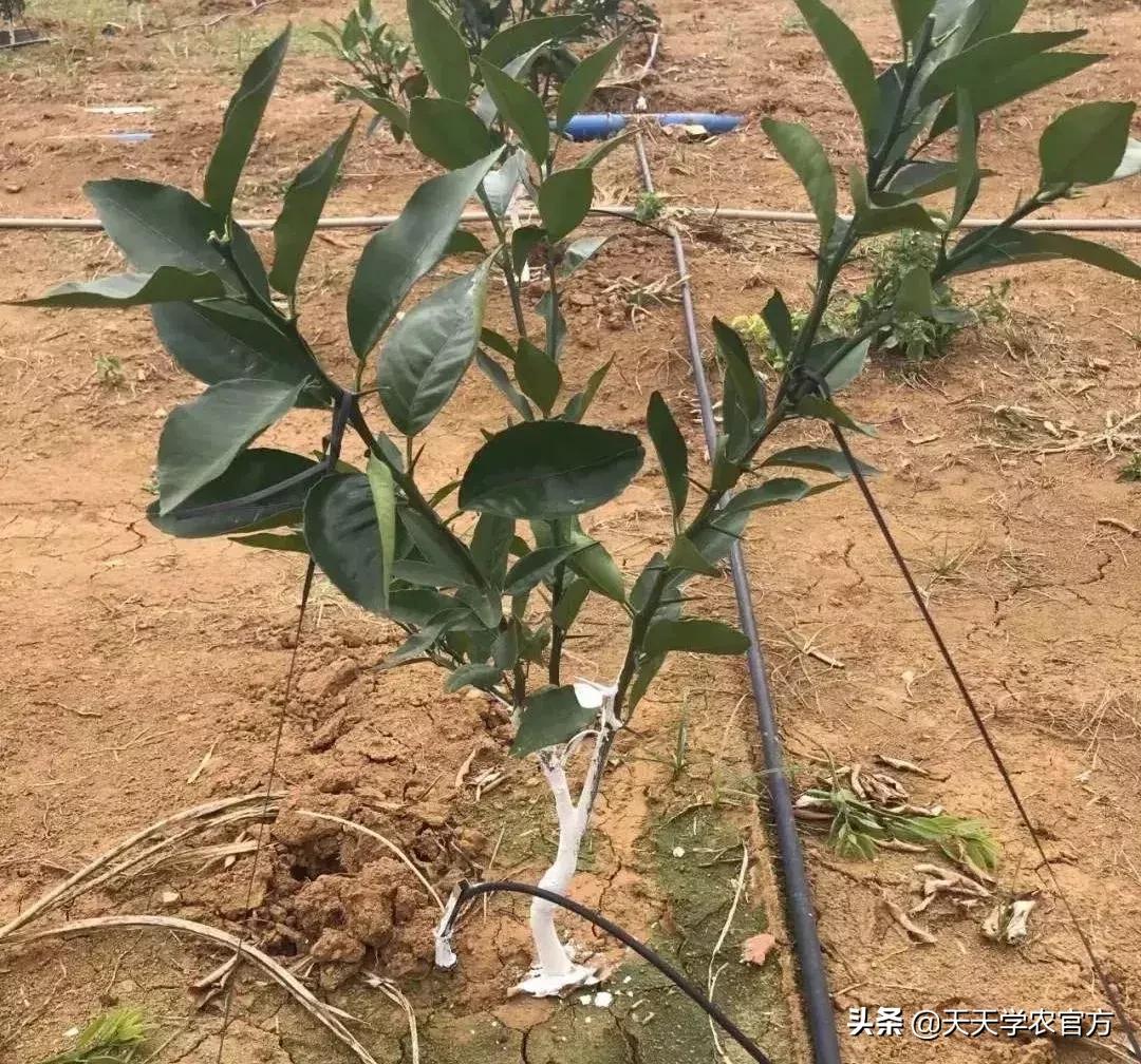 幼果期落果严重怎么补救,落果高峰期有什么表现