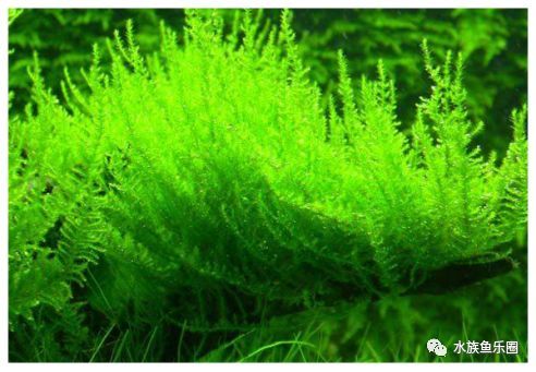 皇冠水草品种大全,亚马逊水草品种