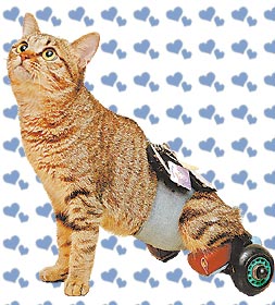为残疾的猫猫提供轮椅及其它方面的护理方法，让流浪猫猫站起来