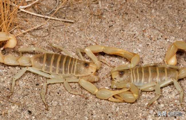 蝎子养殖技术书籍免费阅读,蝎子养殖技术视频大全