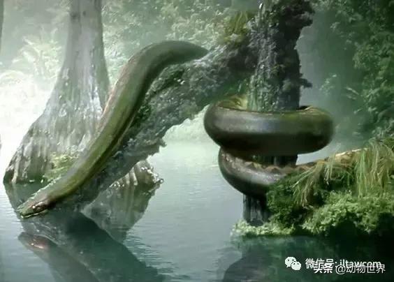 地球上的顶级掠食者,人类是地球上最顶级的掠食者