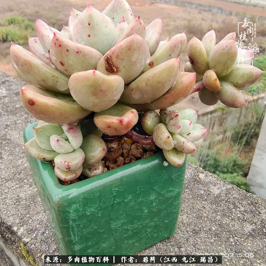 养了五年的多肉看到岁月的痕迹,经过一年春夏秋冬的轮回