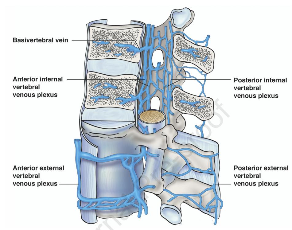 文献查阅|文献综述——椎静脉丛