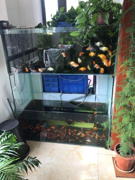 家庭鱼缸的摆放位置风水讲究,家庭观赏鱼缸摆位风水学