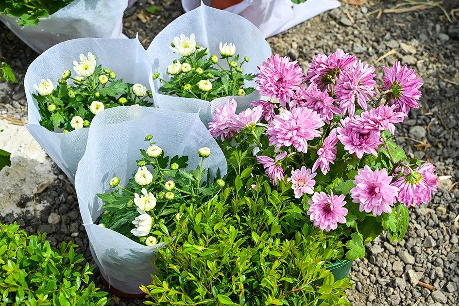 北京京郊大集地理位置,今天京郊哪有大集