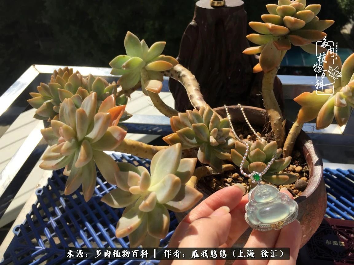 享受岁月,享受岁月静好歌曲原唱