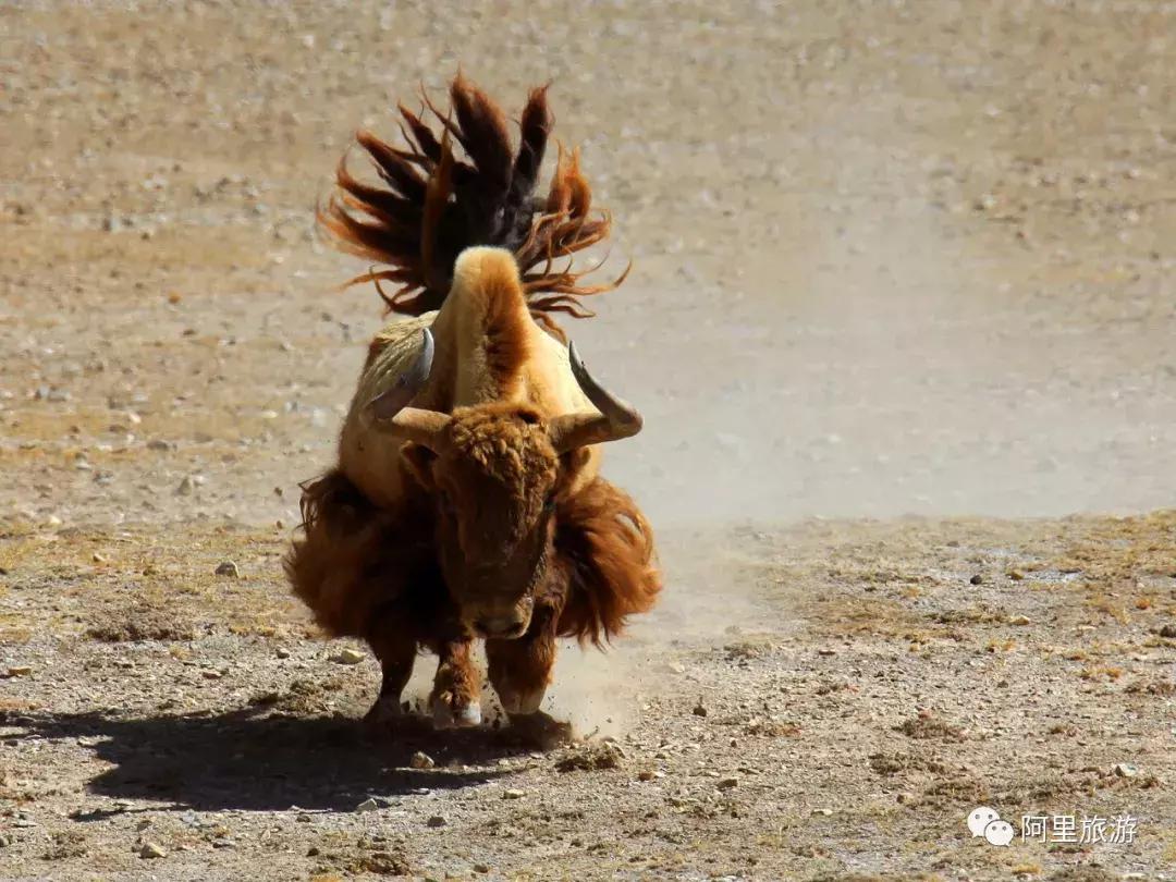 阿里朝圣,来阿里呼吸困难吗