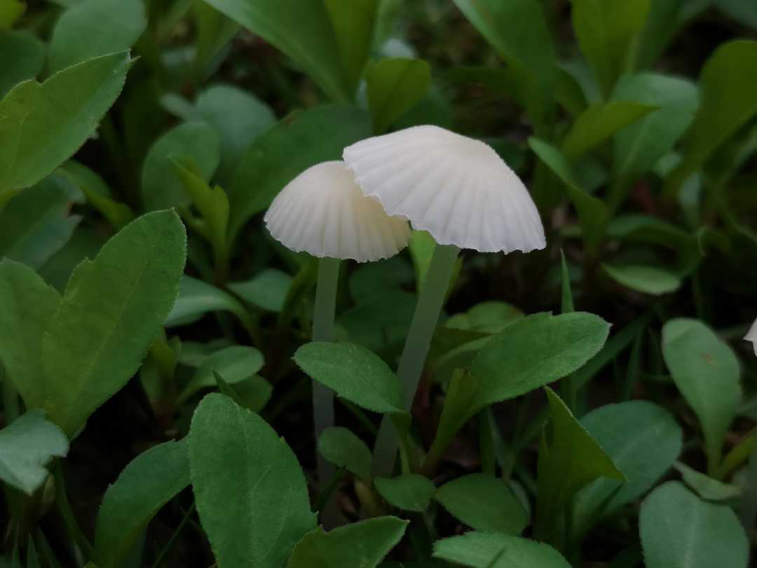 六岁儿童换牙时要拔牙的最佳时间,5岁孩子换牙乳牙松动不掉