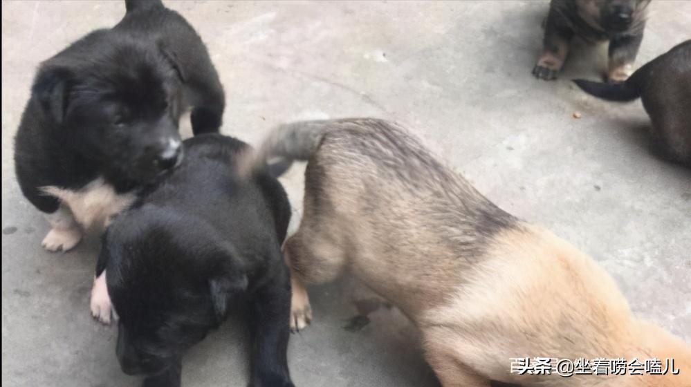 农村土狗迎接主人的悲惨下场,农村土狗自繁自养