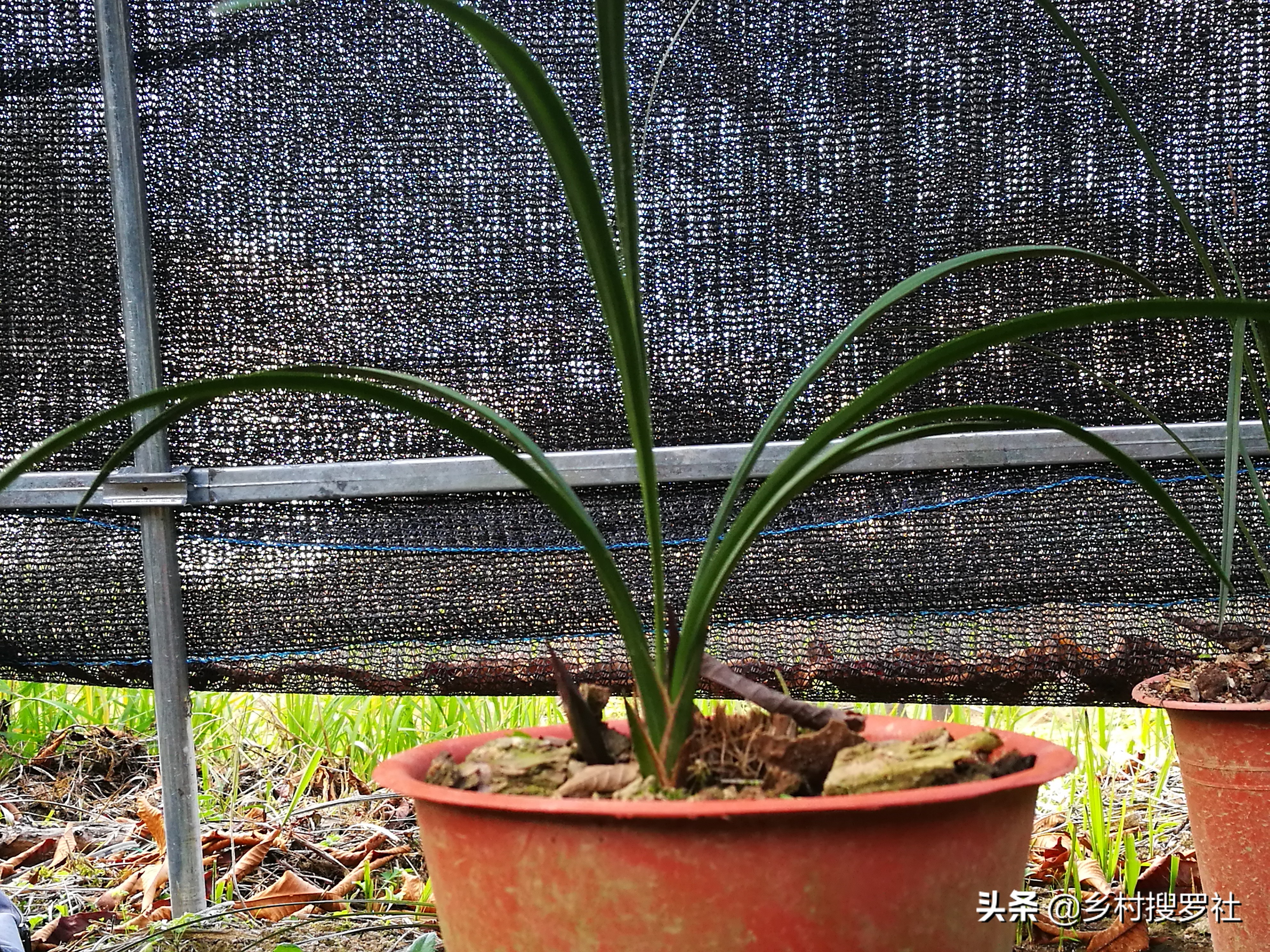 极品兰花如何养成老桩图片,兰花老桩根怎么养活的