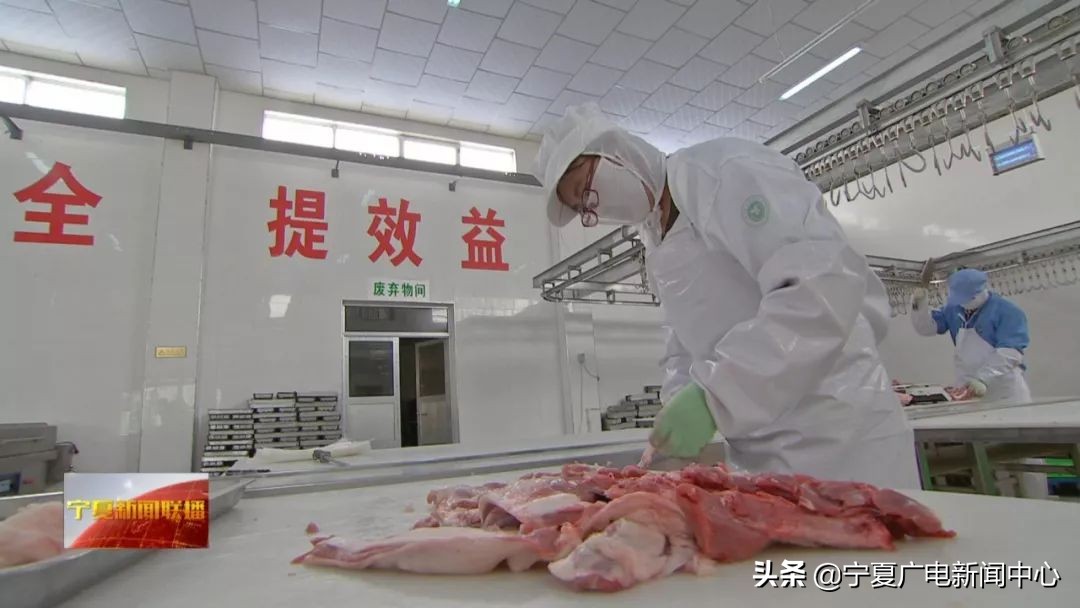 盐池滩羊市场行情,盐池滩羊价格最新行情