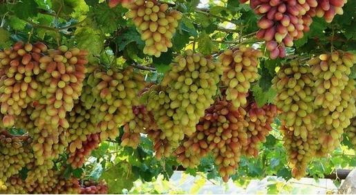 疆农特产,南疆最好的土特产