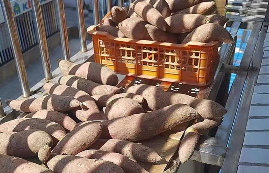 蒸红薯直接上锅,蒸红薯为什么要冷水下锅