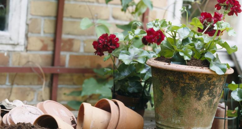 塑料瓶养花的正确方法,适合养花的塑料瓶