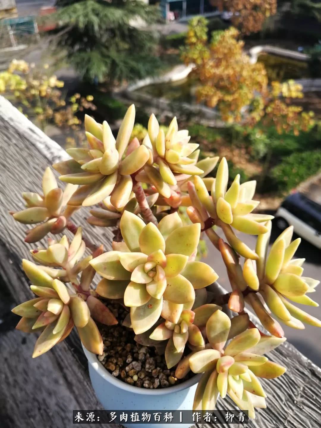 从入卡坑一个月到入卡坑三年,从入坑到现在所有品种开花图