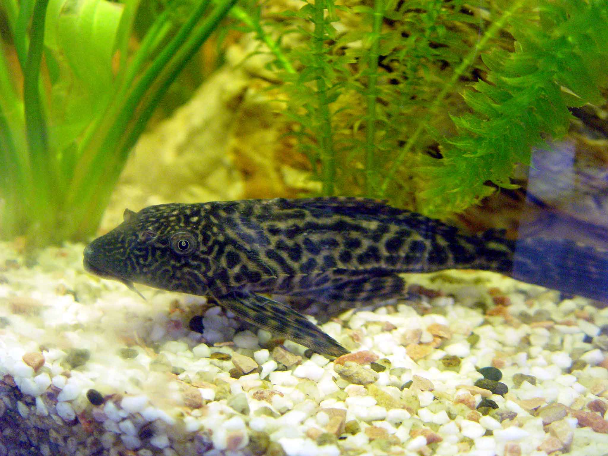 清道夫鱼可以清理鱼缸吗,清道夫鱼能清理鱼缸的垃圾吗