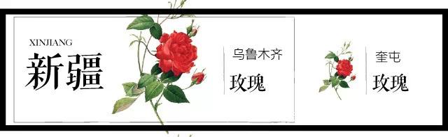 全国各个城市的市花一览表,十大城市的市花