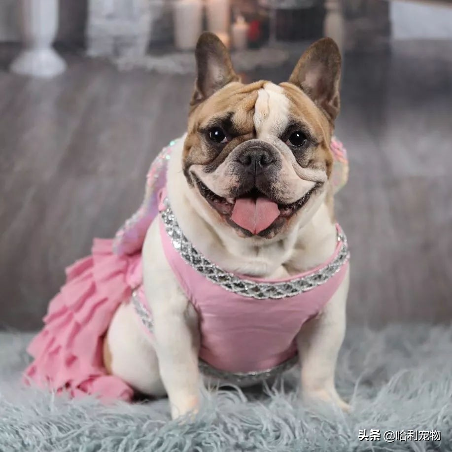 英斗犬和法斗犬区别图片对比大全,法斗犬和英斗犬的区别