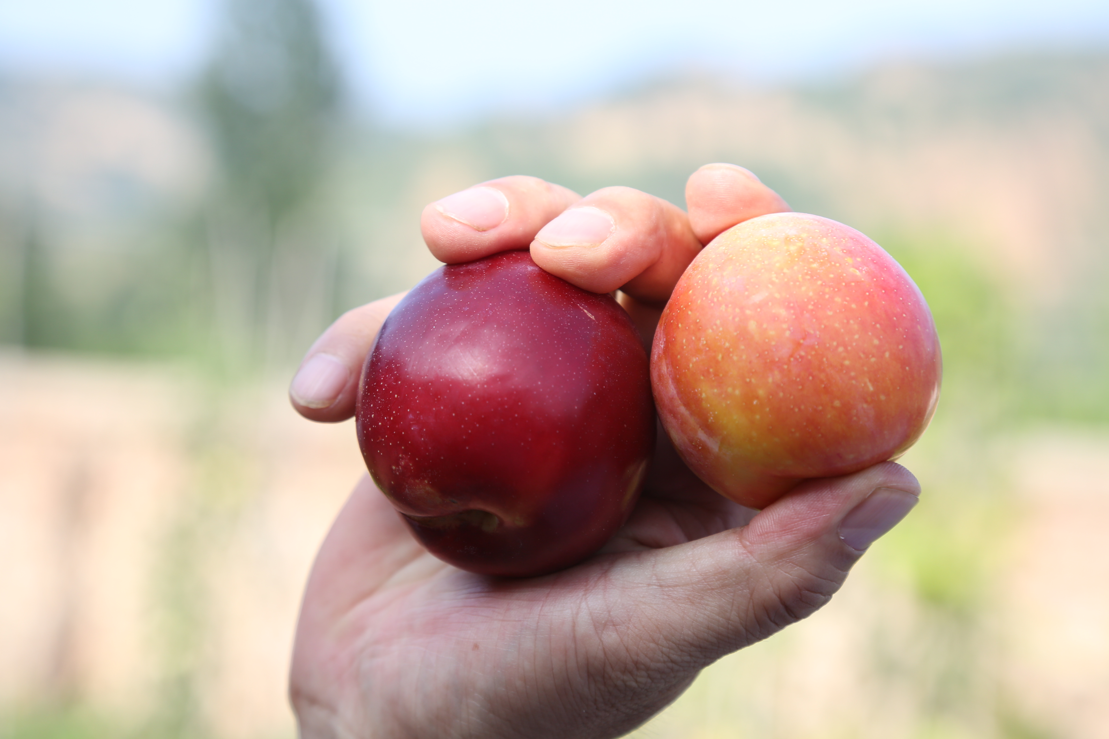 吉祥三宝代县,吉祥三宝柳林村图片