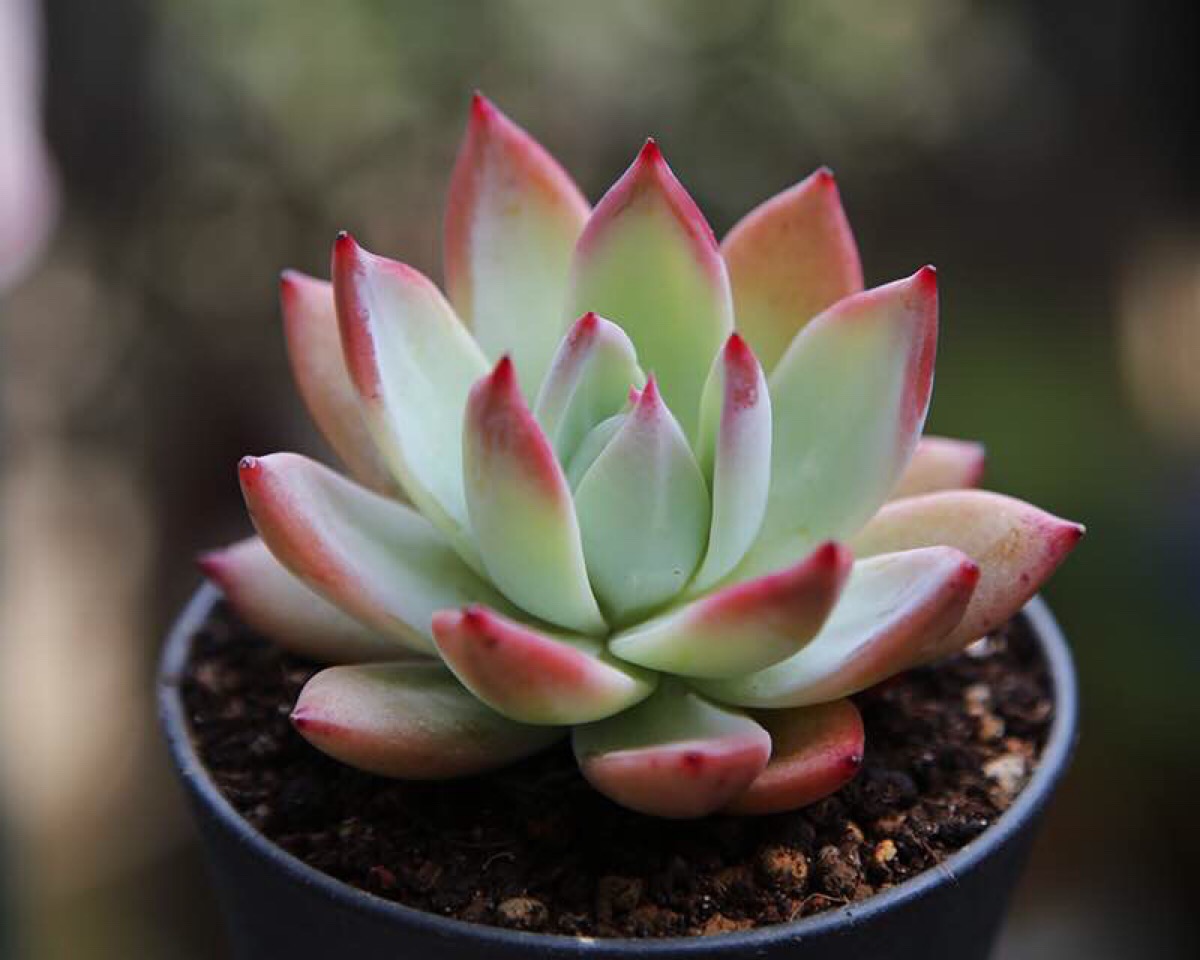 多肉长虫没有药怎么办,多肉长虫怎么治