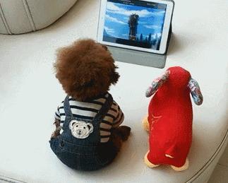 泰迪的养狗指南,养狗新手推荐什么狗德牧