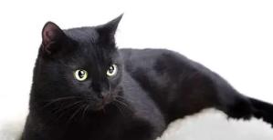 中国猫的雅称,猫生百态包括什么