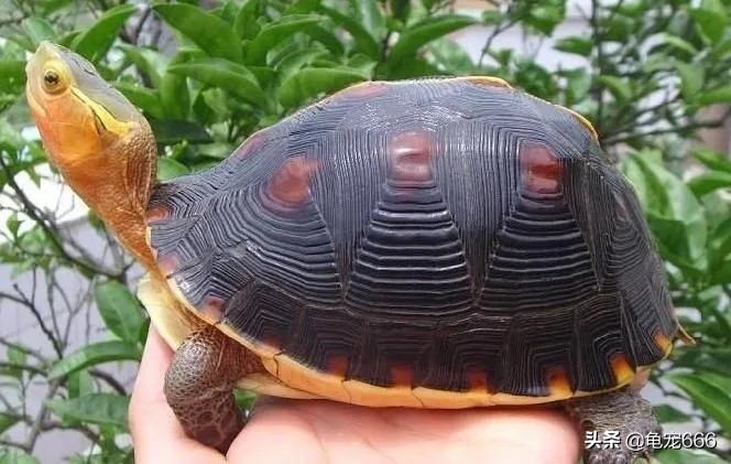 挑选品相好的纯种安缘龟苗,学会这四点让你少花冤枉钱